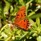 Gulf Fritillary Butterfly 