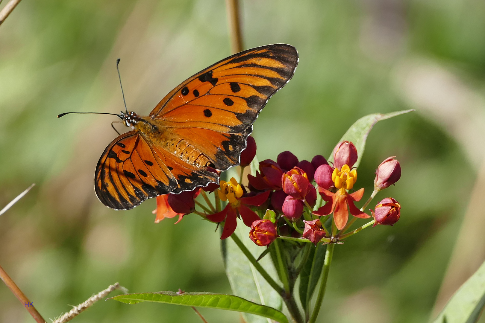 Gulf fritillary or passion butterfly