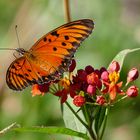 Gulf fritillary or passion butterfly