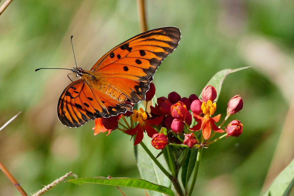 Gulf fritillary or passion butterfly