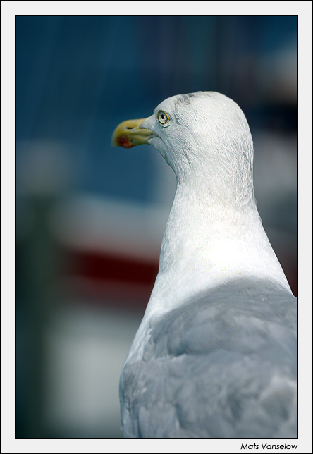 [ gull ]