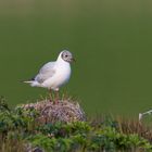 Gull and Green