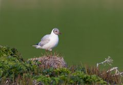 Gull and Green