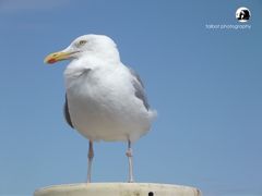 gull at the sea