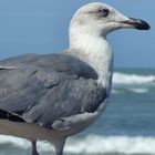 Gull- Atlantic