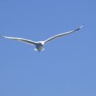 Gull