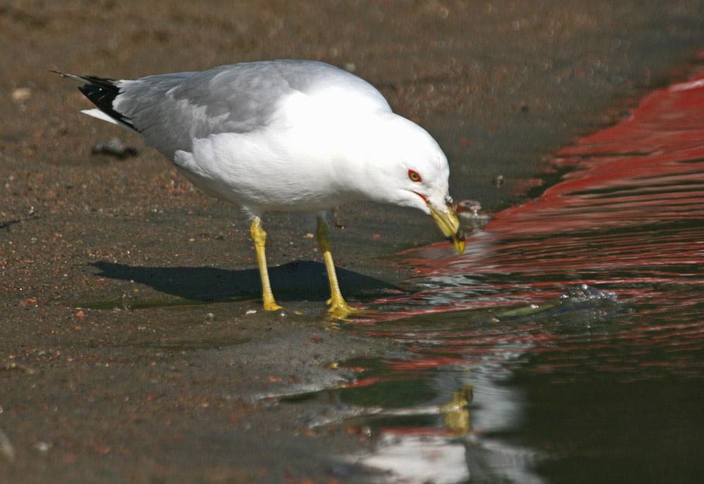 Gull Fishing