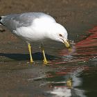 Gull Fishing