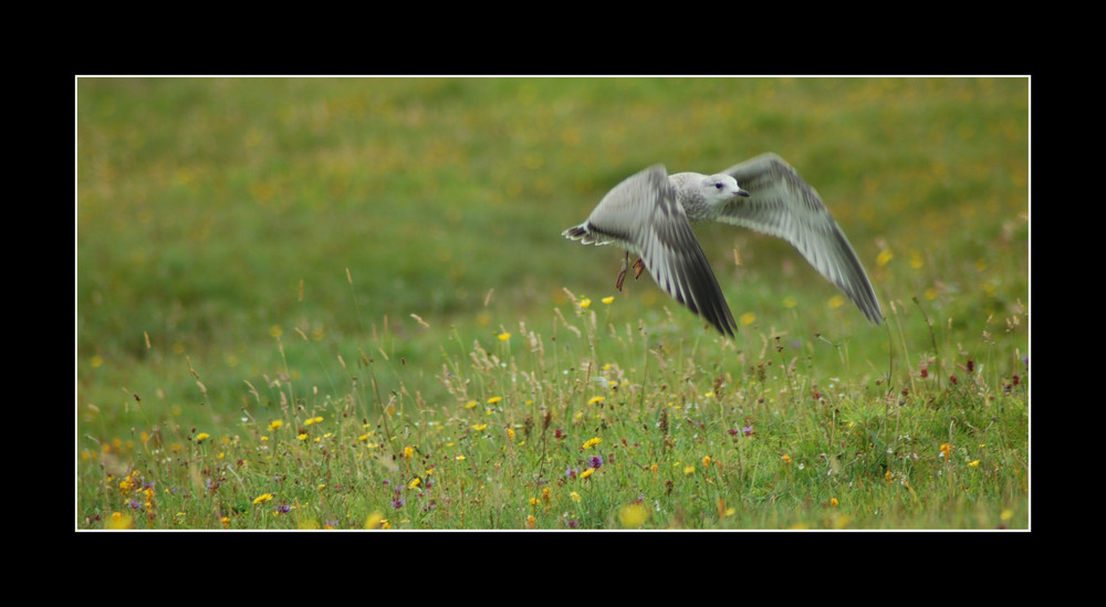 Gull flying low