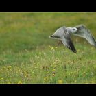 Gull flying low