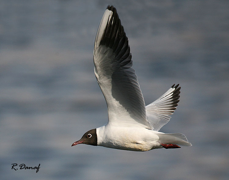 Gull in flight