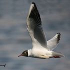 Gull in flight