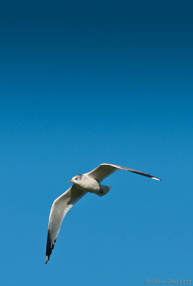 Gull in Flight