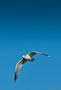 Gull in Flight by John R Duckett 