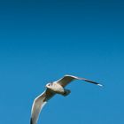 Gull in Flight