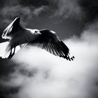 Gull in Flight