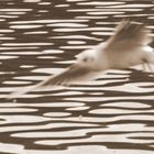 Gull in sepia