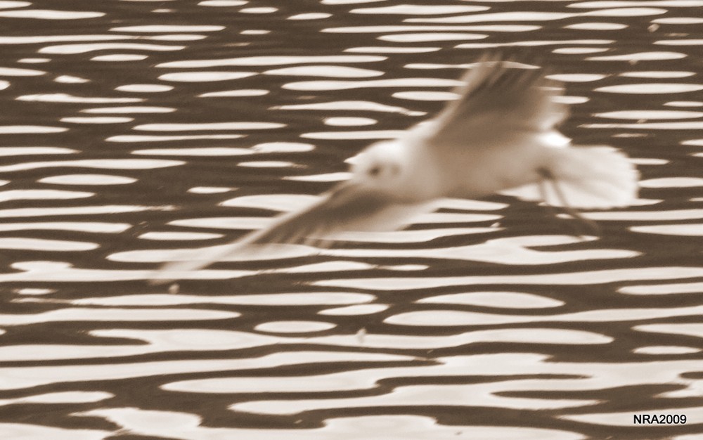 Gull in sepia