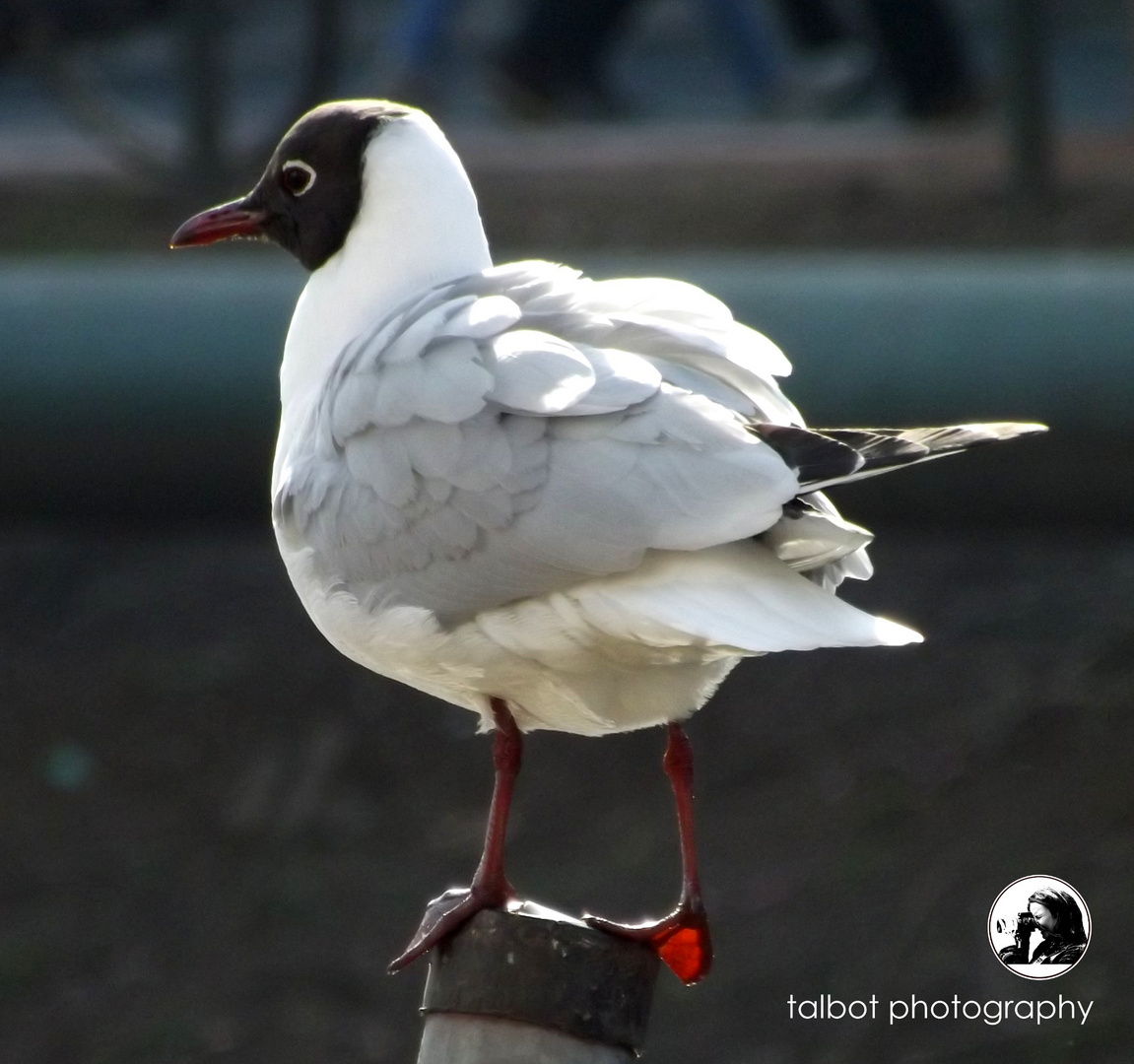 gull in the city