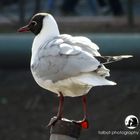 gull in the city