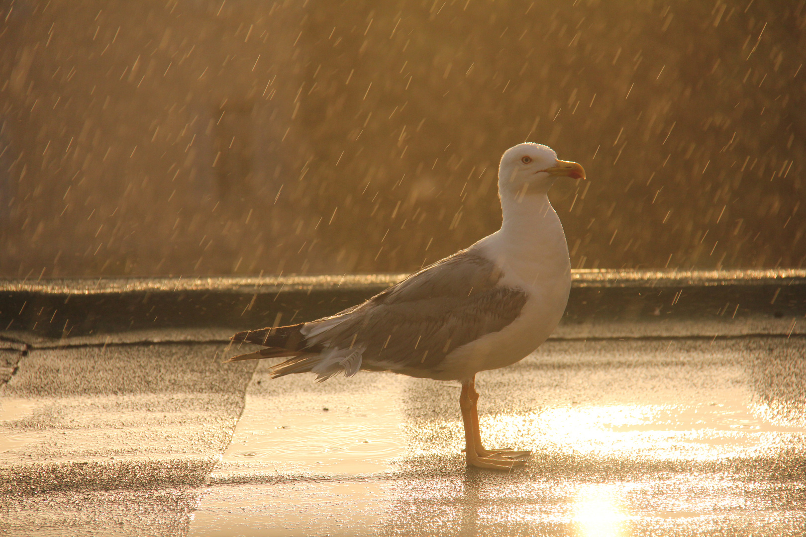 gull in the rain