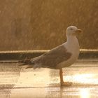 gull in the rain