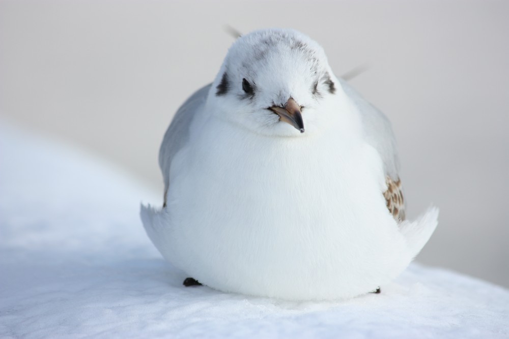 Gull on a "snowy seat"