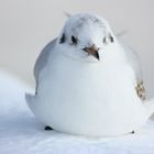 Gull on a "snowy seat"