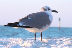 Gull on the beach