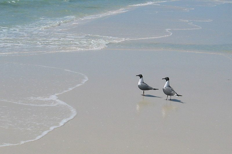 Gull Pair