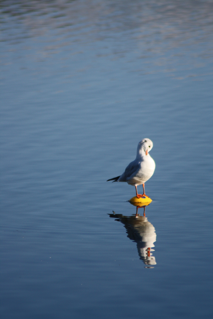 Gull preening.