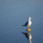 Gull preening.