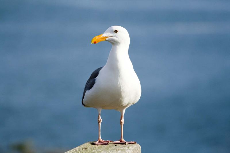 gull, Salt Point State Park, Sonoma, California