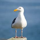 gull, Salt Point State Park, Sonoma, California