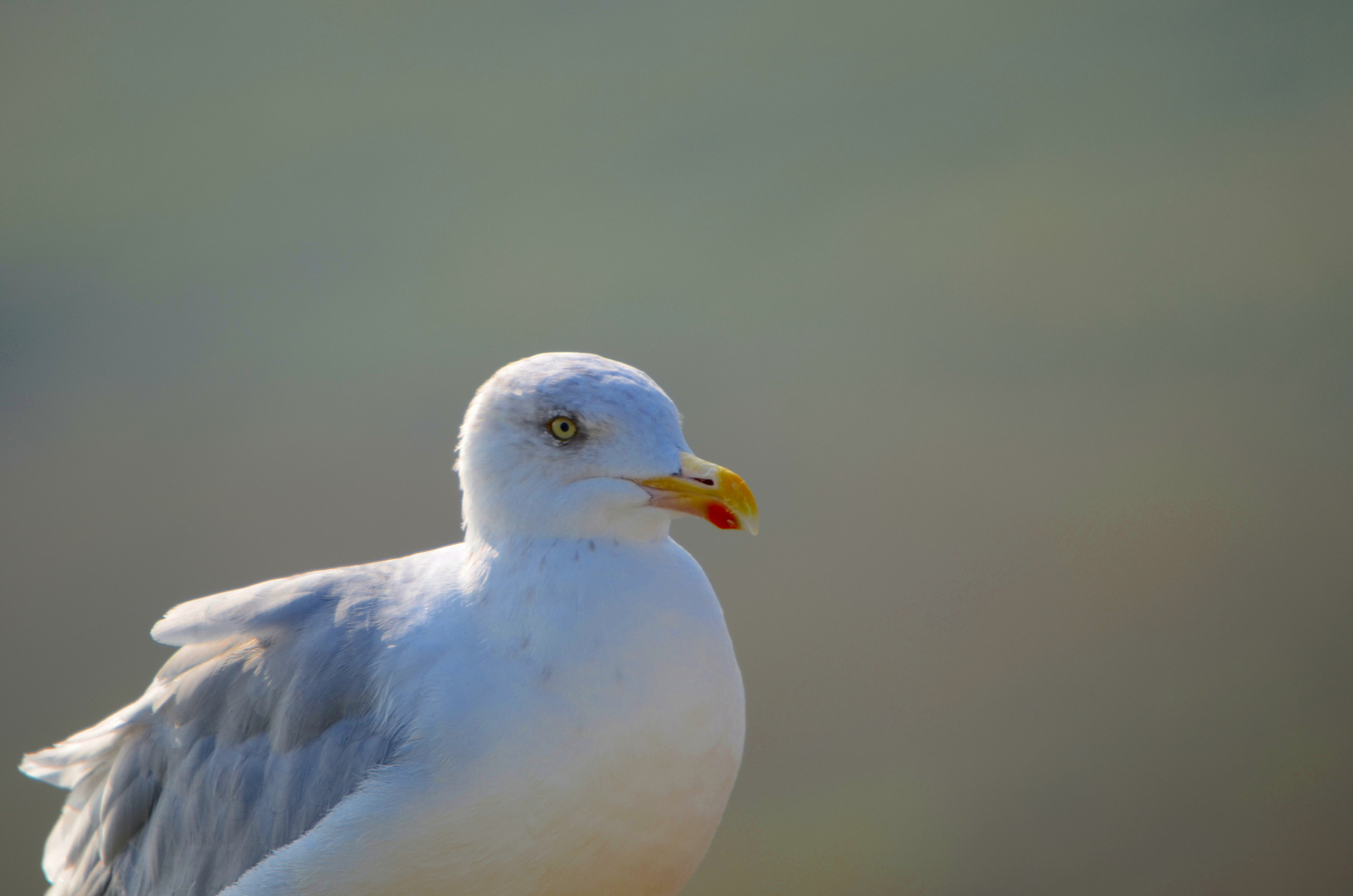 Gull Shot II