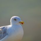 Gull Shot II