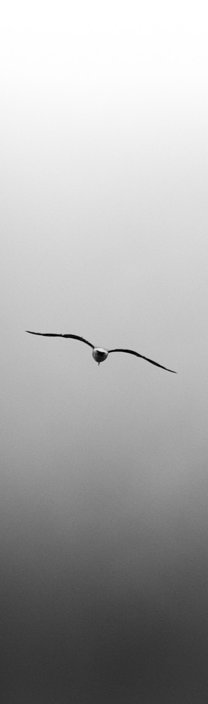 [gull-wing]