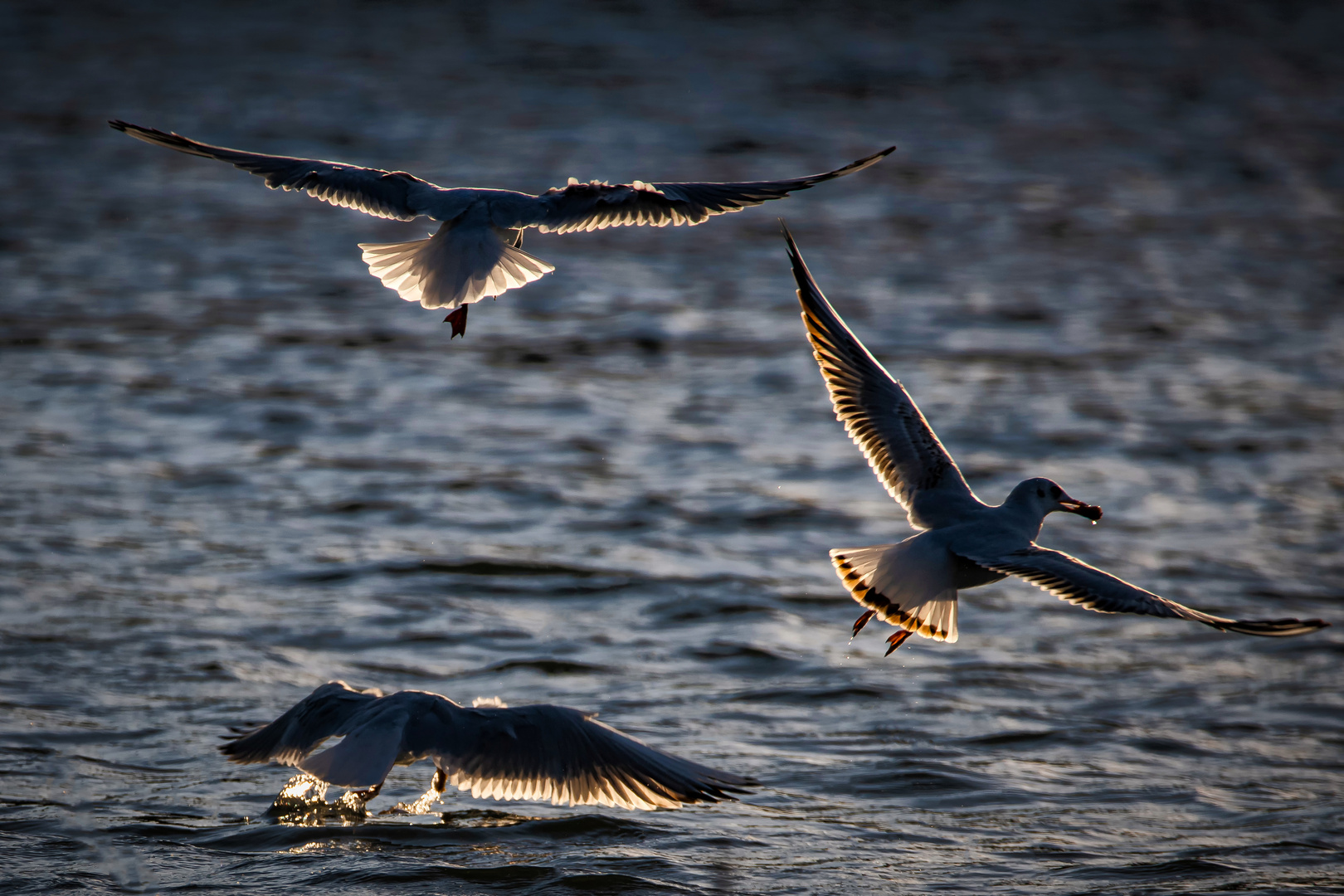 Gull-Wings . . .