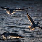 Gull-Wings . . .