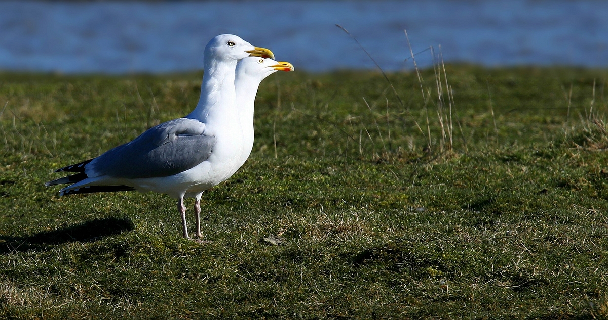 Gull with 2 heads..... 