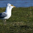 Gull with 2 heads..... 