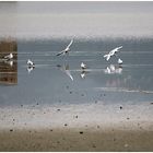 gulls