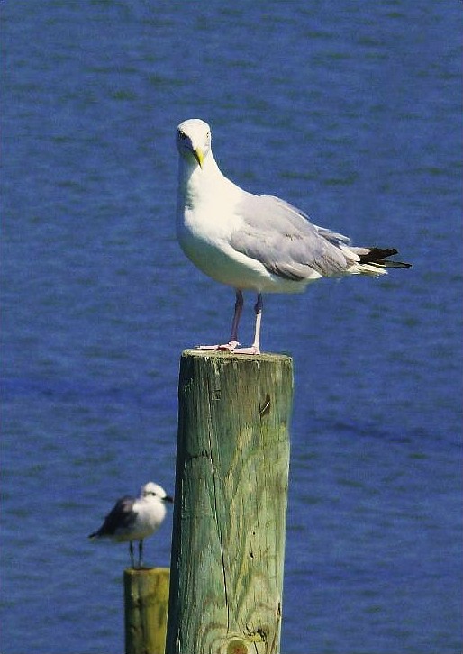 "Gulls"