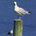 "Gulls"