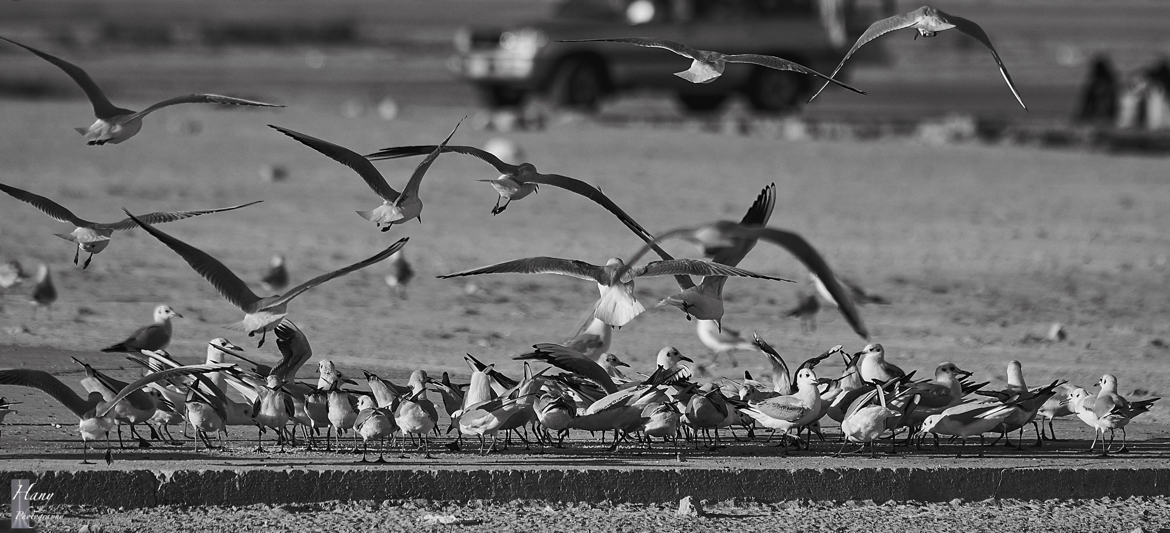 Gulls 