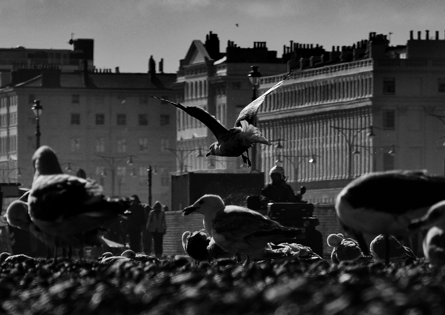 Gulls