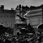 Gulls