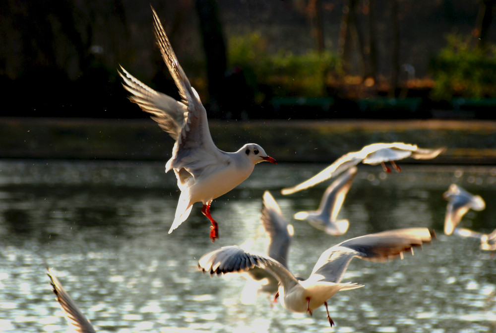 Gulls