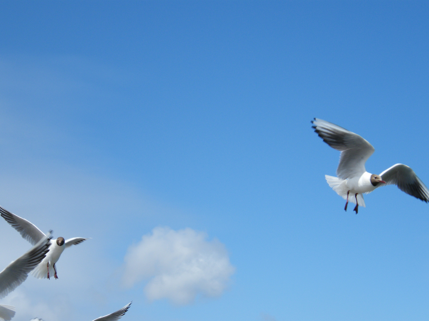 gulls