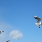 gulls